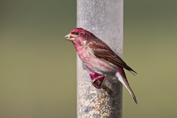 Purple Finch