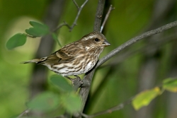 Purple Finch