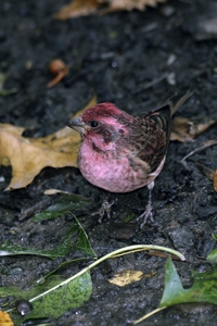 Purple Finch