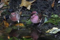 Purple Finch