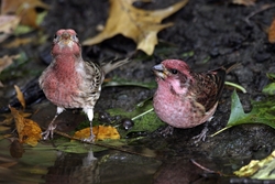 Purple Finch
