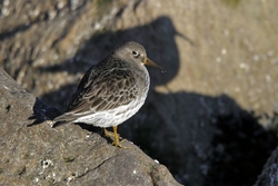 Purple Sandpiper