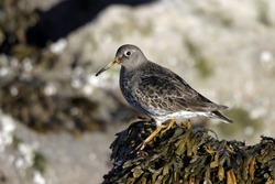 Purple Sandpiper