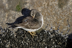 Purple Sandpiper