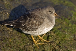 Purple Sandpiper
