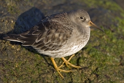 Purple Sandpiper