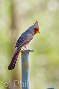 Pyrrhuloxia