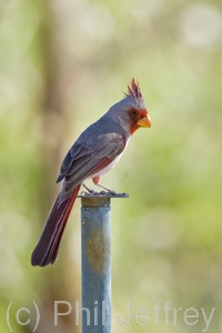 Pyrrhuloxia