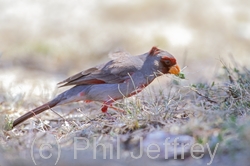 Pyrrhuloxia