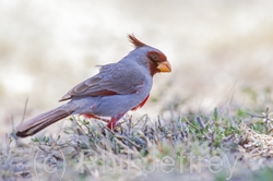 Pyrrhuloxia