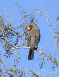 Pyrrhuloxia