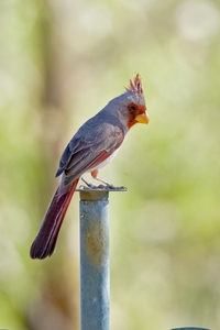 Pyrrhuloxia