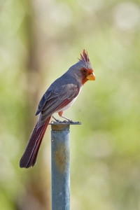 Pyrrhuloxia