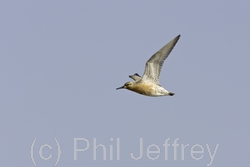 Red Knot