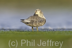 Red Knot