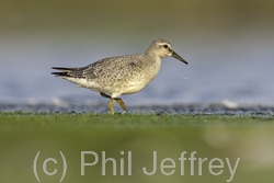 Red Knot