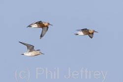 Red Knot