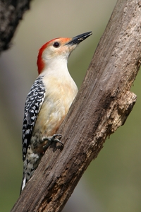 Red-bellied Woodpecker