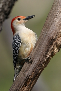 Red-bellied Woodpecker