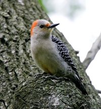 Red-bellied Woodpecker