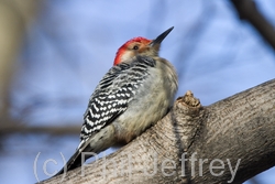 Red-bellied Woodpecker