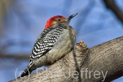 Red-bellied Woodpecker