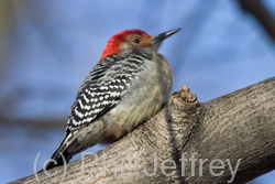 Red-bellied Woodpecker