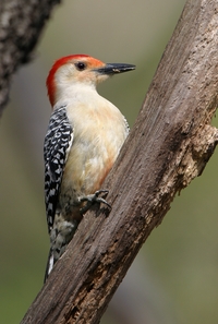 Red-bellied Woodpecker