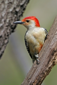 Red-bellied Woodpecker