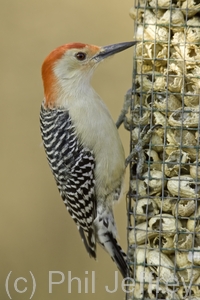 Red-bellied Woodpecker