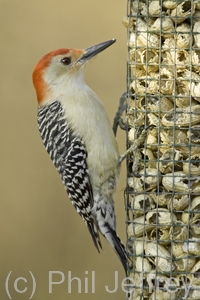 Red-bellied Woodpecker