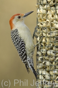 Red-bellied Woodpecker