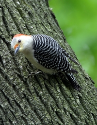 Red-bellied Woodpecker