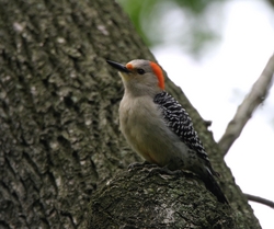 Red-bellied Woodpecker