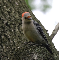 Red-bellied Woodpecker