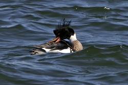 Red-breasted Merganser