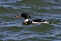 Red-breasted Merganser