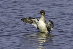 Red-breasted Merganser