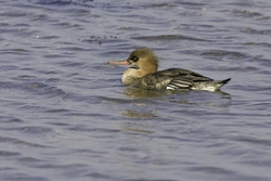 Red-breasted Merganser