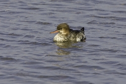 Red-breasted Merganser