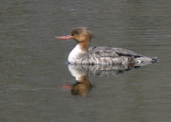 Red-breasted Merganser