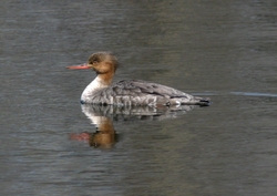 Red-breasted Merganser