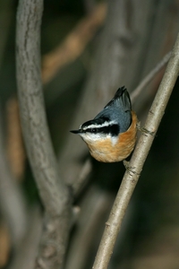 Red-breasted Nuthatch