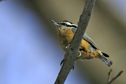 Red-breasted Nuthatch