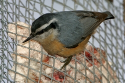Red-breasted Nuthatch