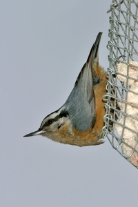 Red-breasted Nuthatch