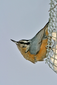 Red-breasted Nuthatch