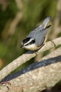 Red-breasted Nuthatch