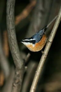 Red-breasted Nuthatch