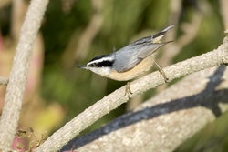 Red-breasted Nuthatch